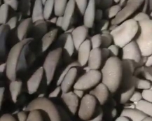 宋氏包装蘑菇菌包装