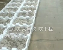 宋氏包装蘑菇菌包装