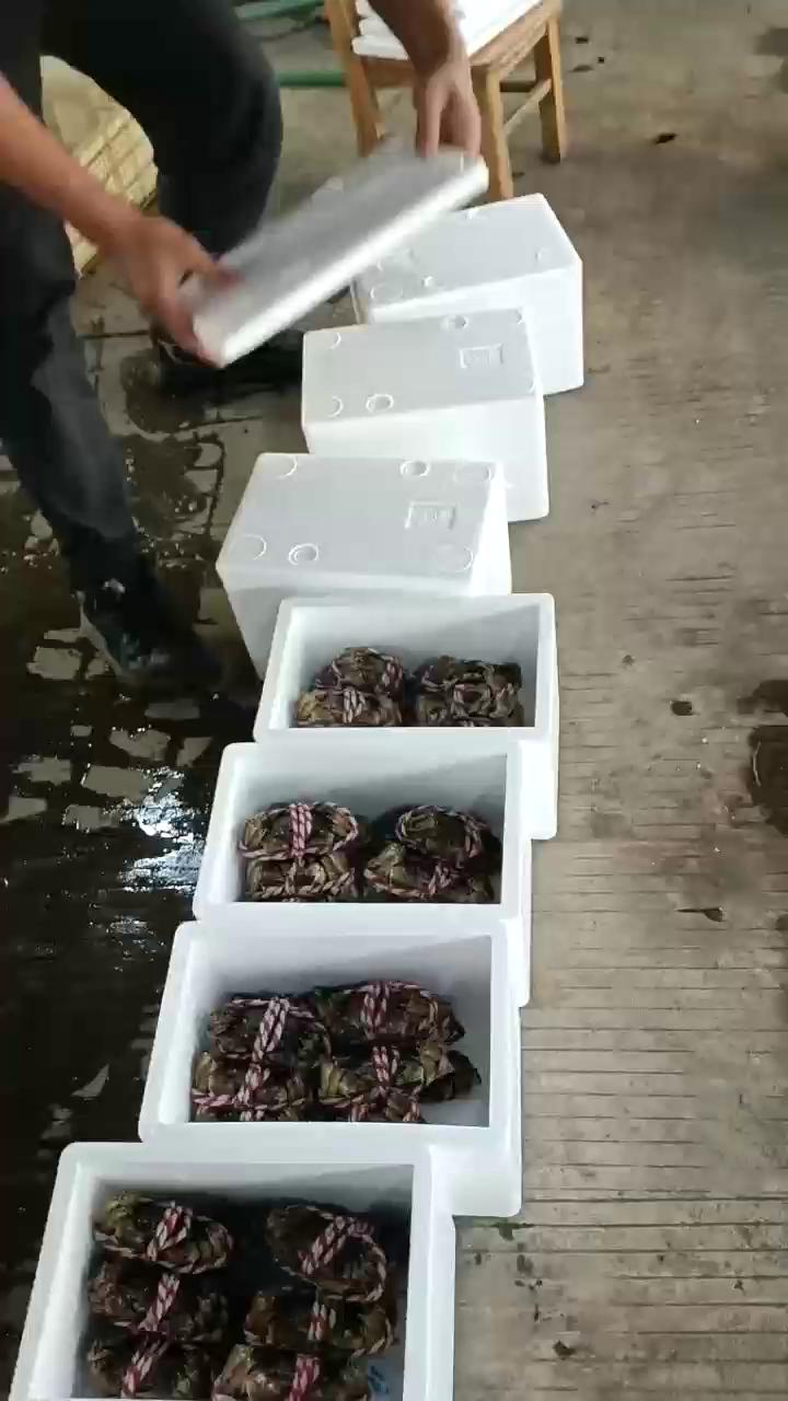 大闸蟹泡沫盒海鲜快递专用