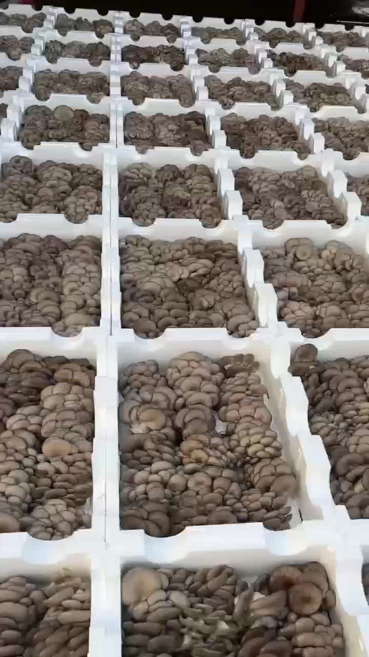 装蘑菇的泡沫箱