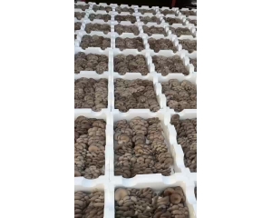 装蘑菇的泡沫箱