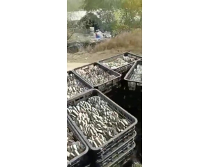 黑色塑料筐